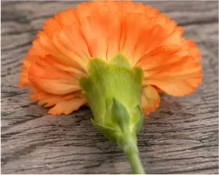 Oranje anjer, achterkant