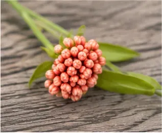 Oranje anjer, knopjes