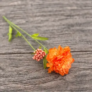 Oranje anjer