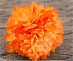 Oranje anjer, de bloem