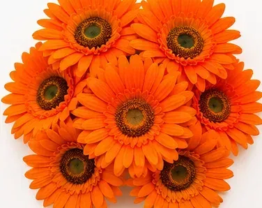 Oranje gerbera, bovenkant