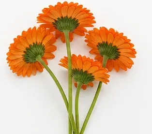 Oranje gerbera, onderkant