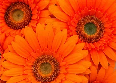 Oranje gerbera, oppervlak