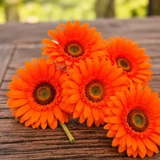 Oranje gerbera