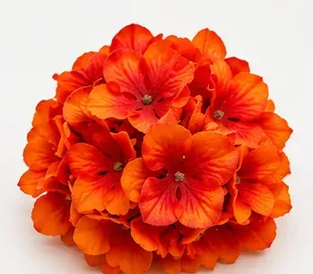Oranje hydrangea, bovenkant