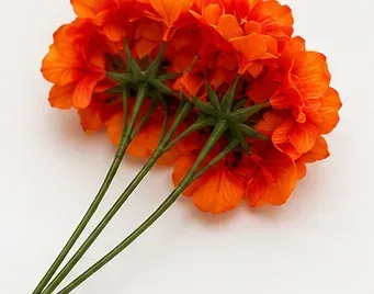 Oranje hydrangea, onderkant