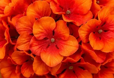 Oranje hydrangea, oppervlak