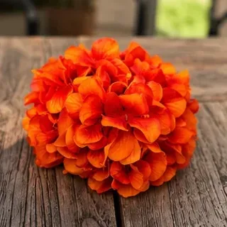 Oranje hydrangea
