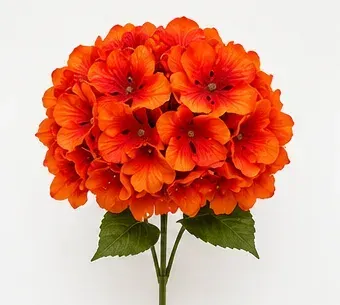 Oranje hydrangea, objectfoto