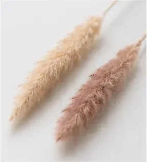 Pampas, smal, van dichtbij