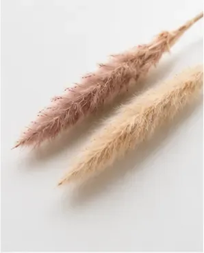 Pampas, smal, detail