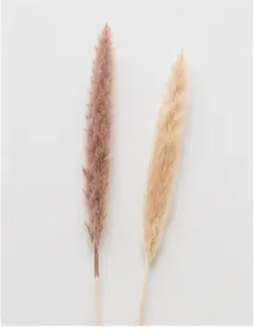 Pampas, smal, objectfoto