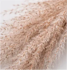 Pampas, wijd, van dichtbij