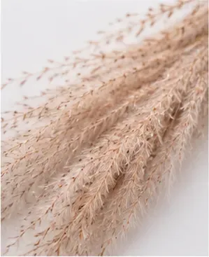 Pampas, wijd, detail