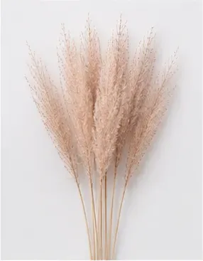 Pampas, wijd, objectfoto