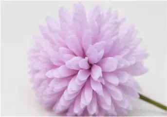 Pompoenbloemen (set van 16), lila