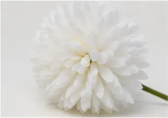 Pompoenbloemen (set van 16), wit