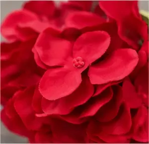 Rode hortensia, bloemkop
