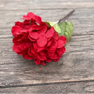 Rode hortensia