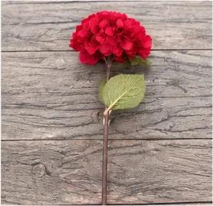 Rode hortensia, de bloem
