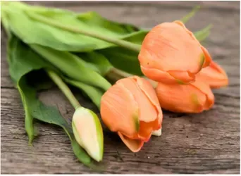Tulpenboeket (bosje van 5), oranje