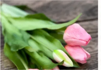 Tulpenboeket (bosje van 5), detail roze