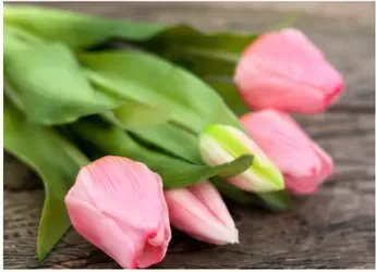 Tulpenboeket (bosje van 5), roze