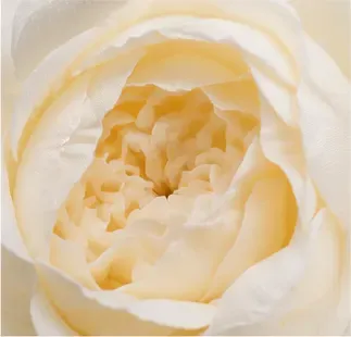 Witte roosjes (set van 5), hart