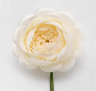 Witte roosjes (set van 5), de roos